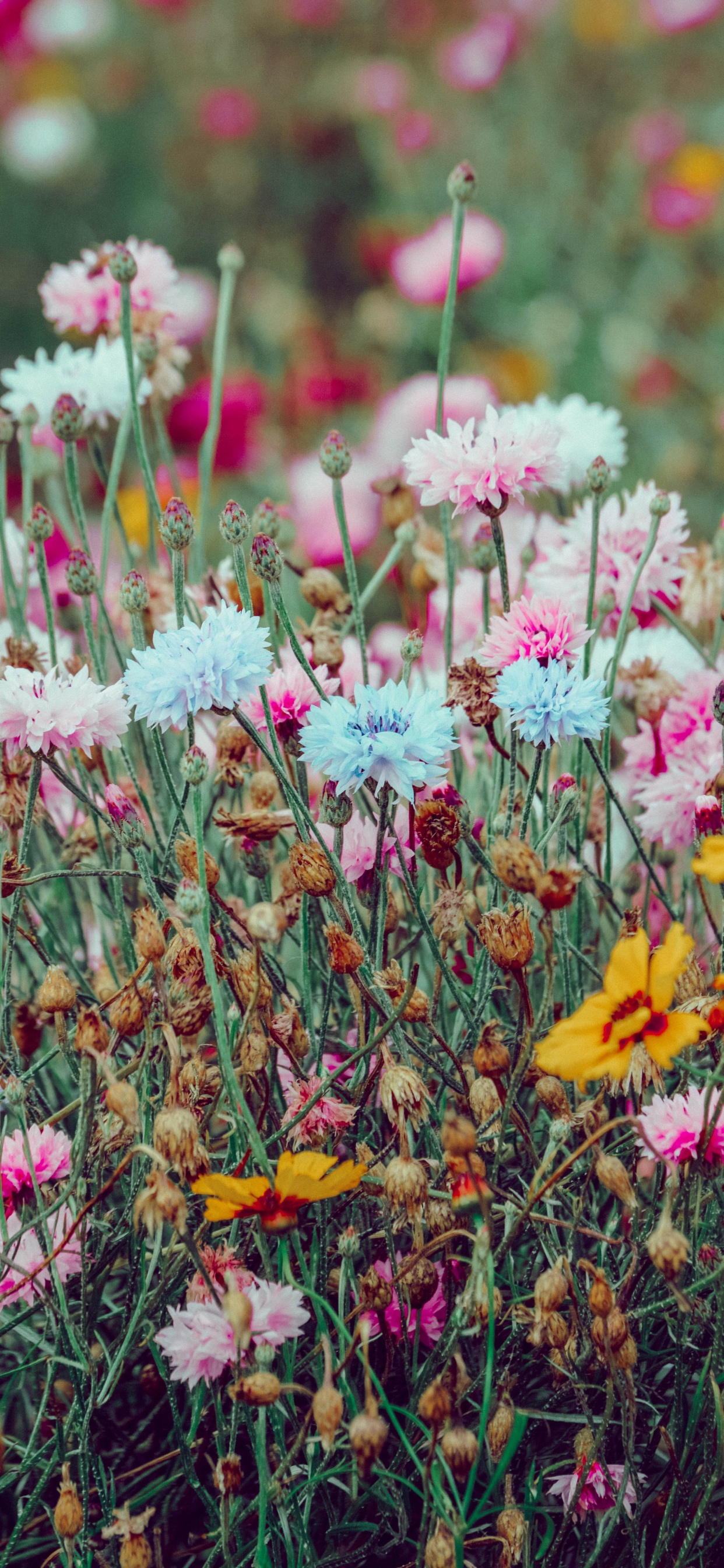 Обои весна, цветок, растение, цветковое растение, полевой цветок в разрешении 1242x2688