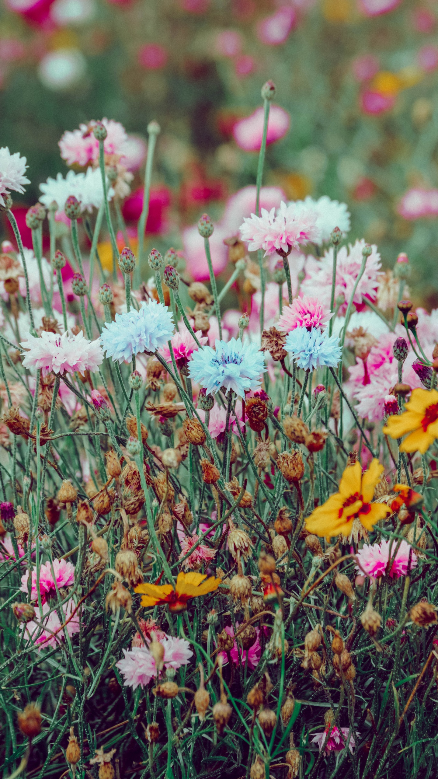 Обои весна, цветок, растение, цветковое растение, полевой цветок в разрешении 1440x2560