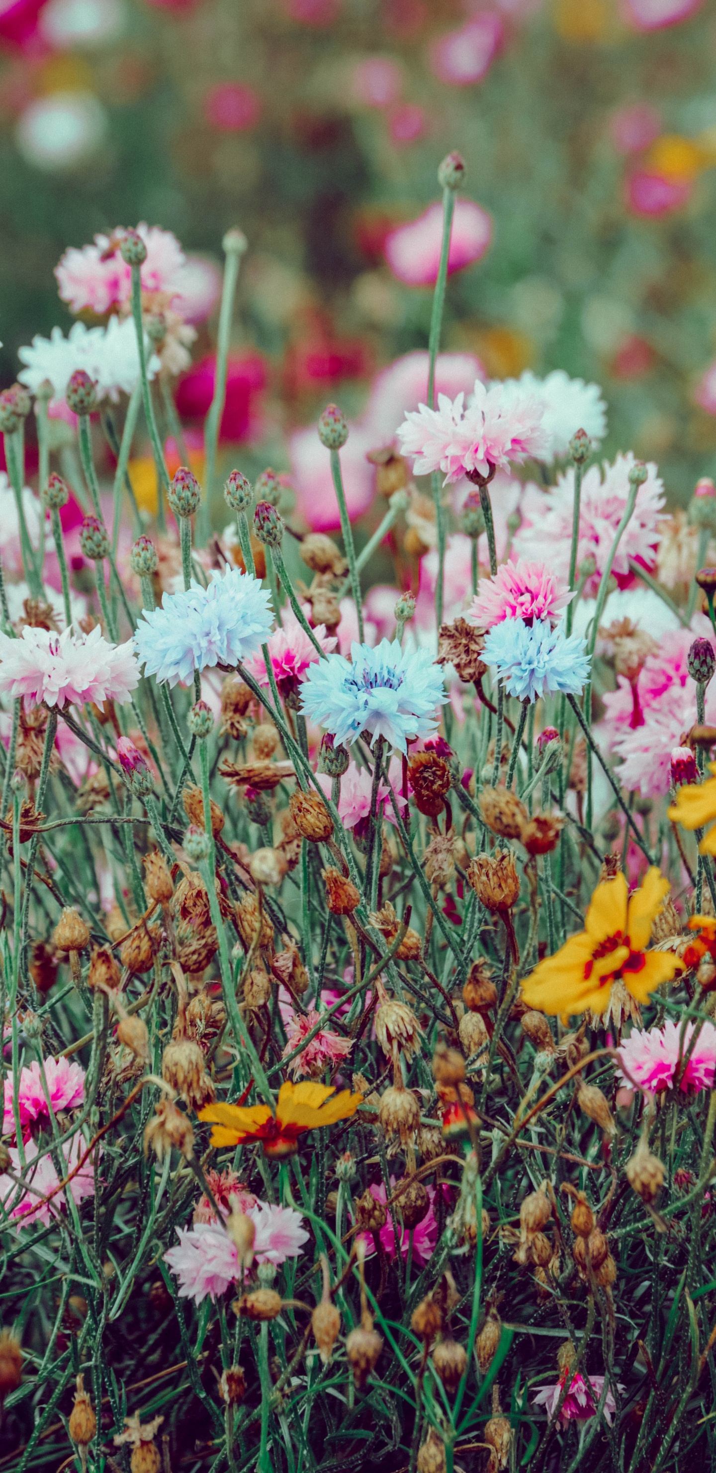 Обои весна, цветок, растение, цветковое растение, полевой цветок в разрешении 1440x2960