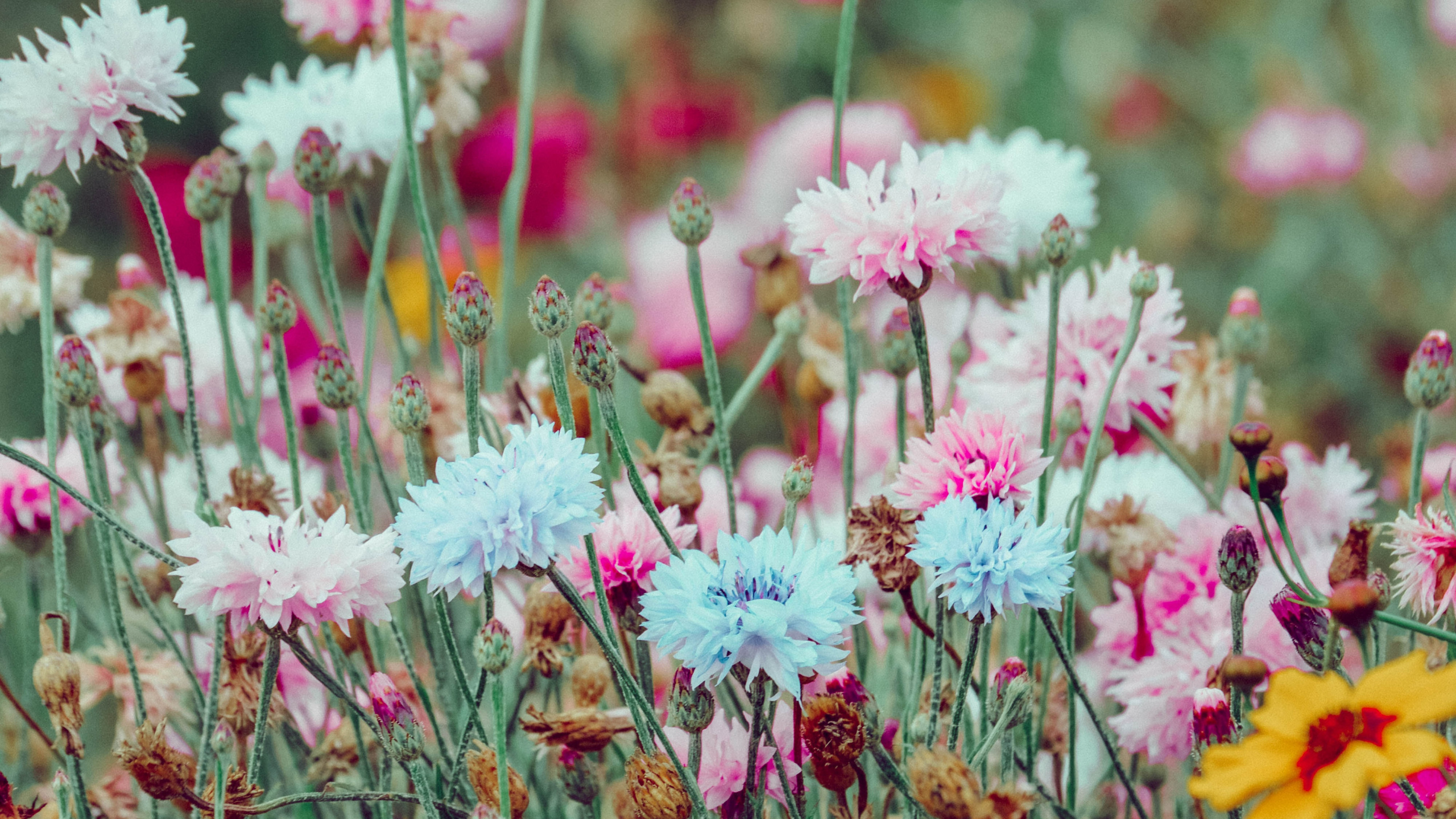 Обои весна, цветок, растение, цветковое растение, полевой цветок в разрешении 2560x1440