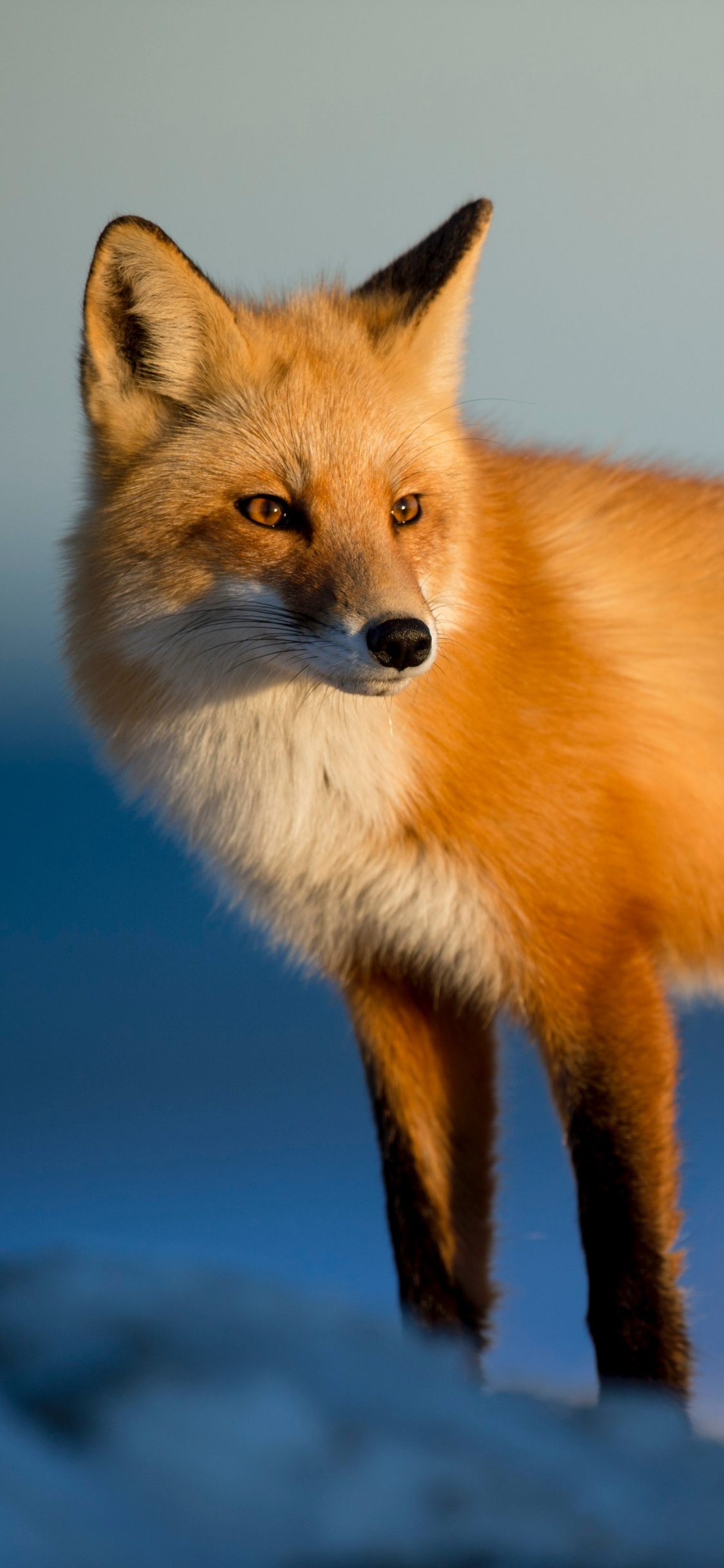 Обои рыжая лисица, лиса, песец, Псовые, олененок в разрешении 1125x2436