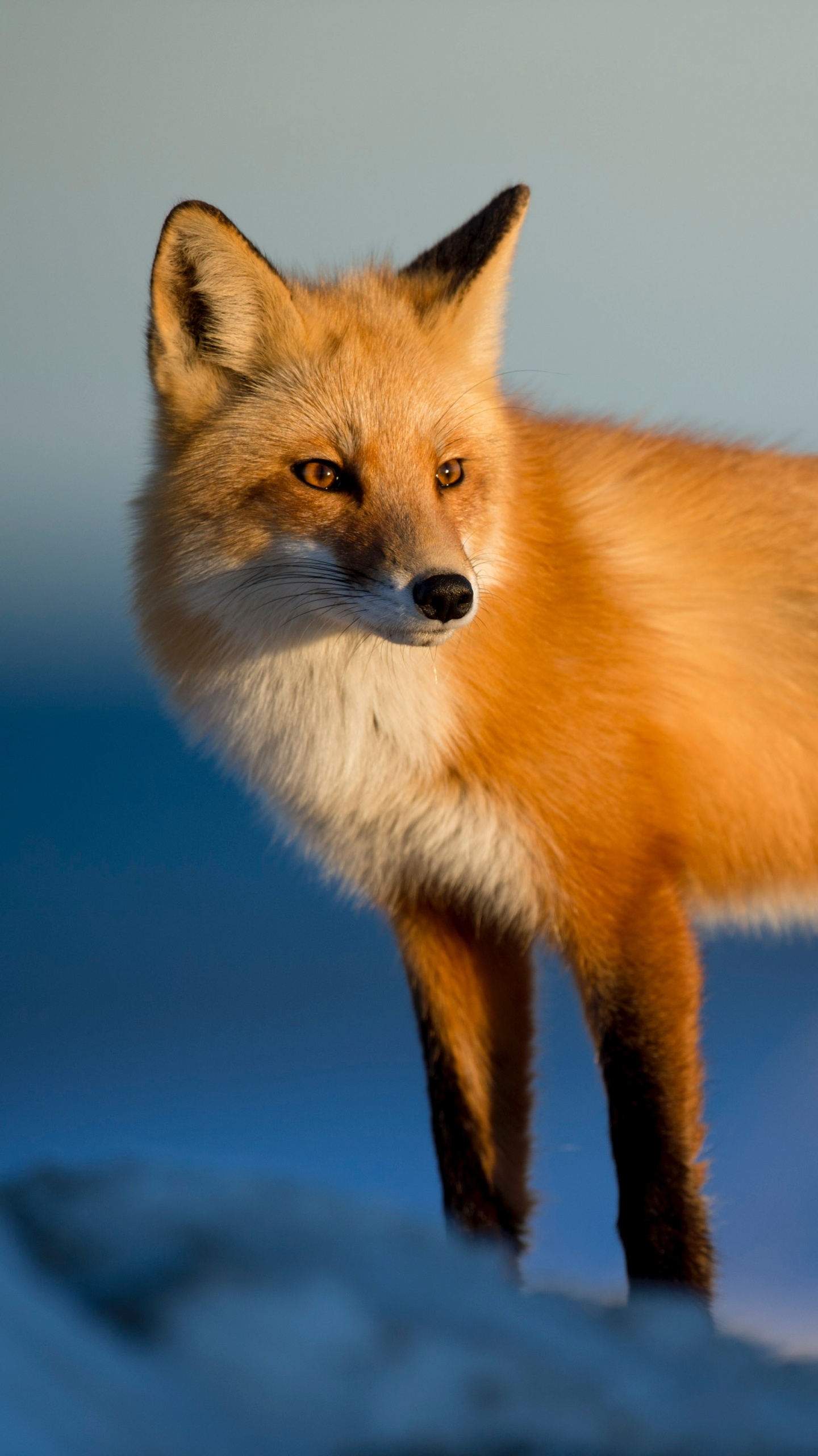 Обои рыжая лисица, лиса, песец, Псовые, олененок в разрешении 1440x2560