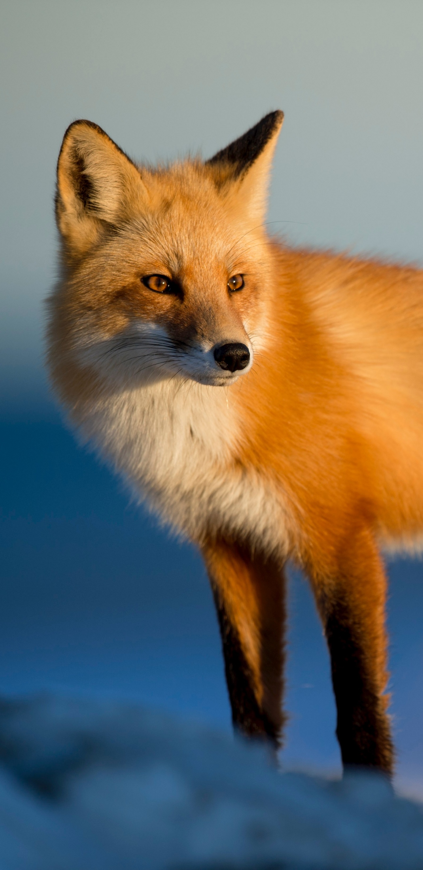 Обои рыжая лисица, лиса, песец, Псовые, олененок в разрешении 1440x2960