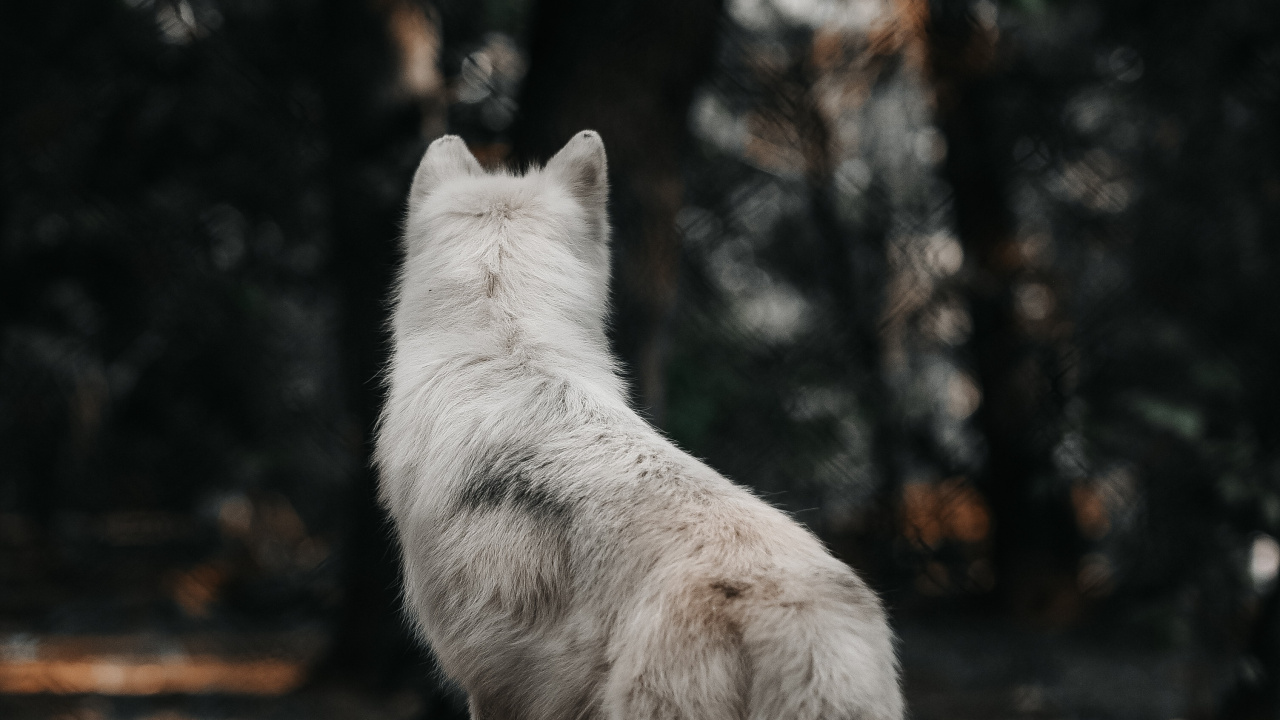 Обои пес, арктический волк, Койот, Псовые, мех в разрешении 1280x720
