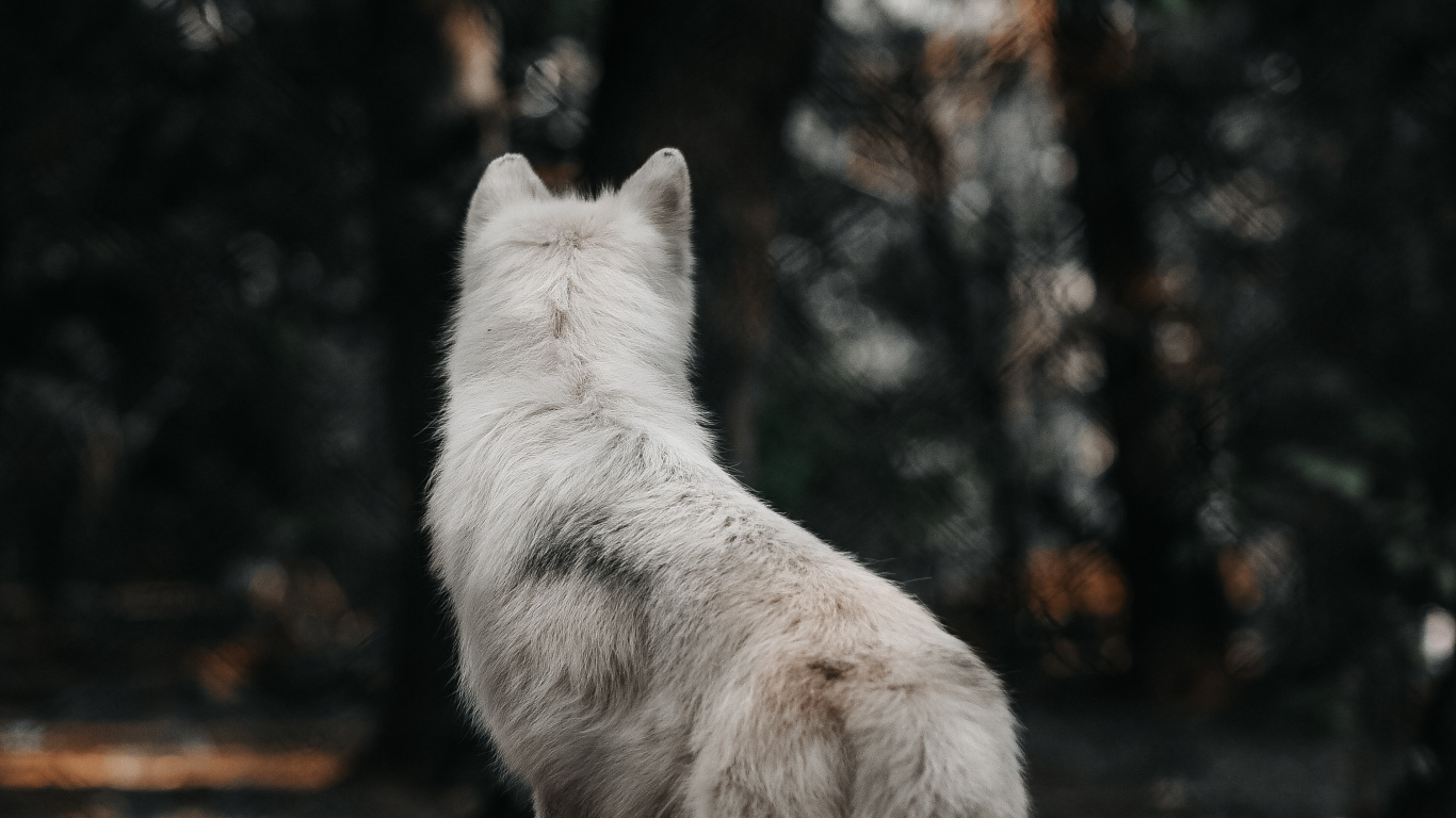Обои пес, арктический волк, Койот, Псовые, мех в разрешении 1366x768