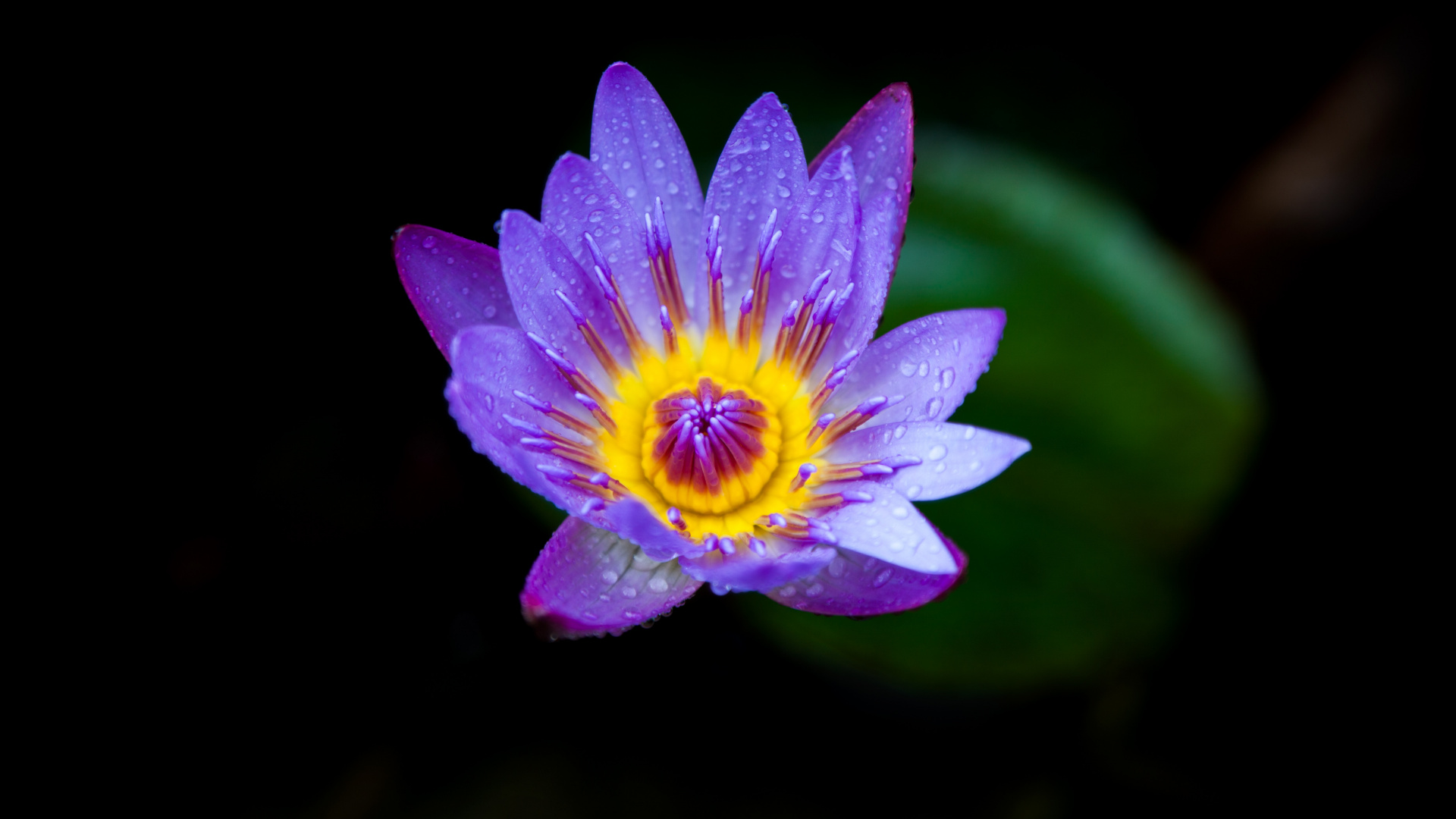 Обои цветок, цветковое растение, лепесток, пурпур, Фиолетовый в разрешении 1920x1080