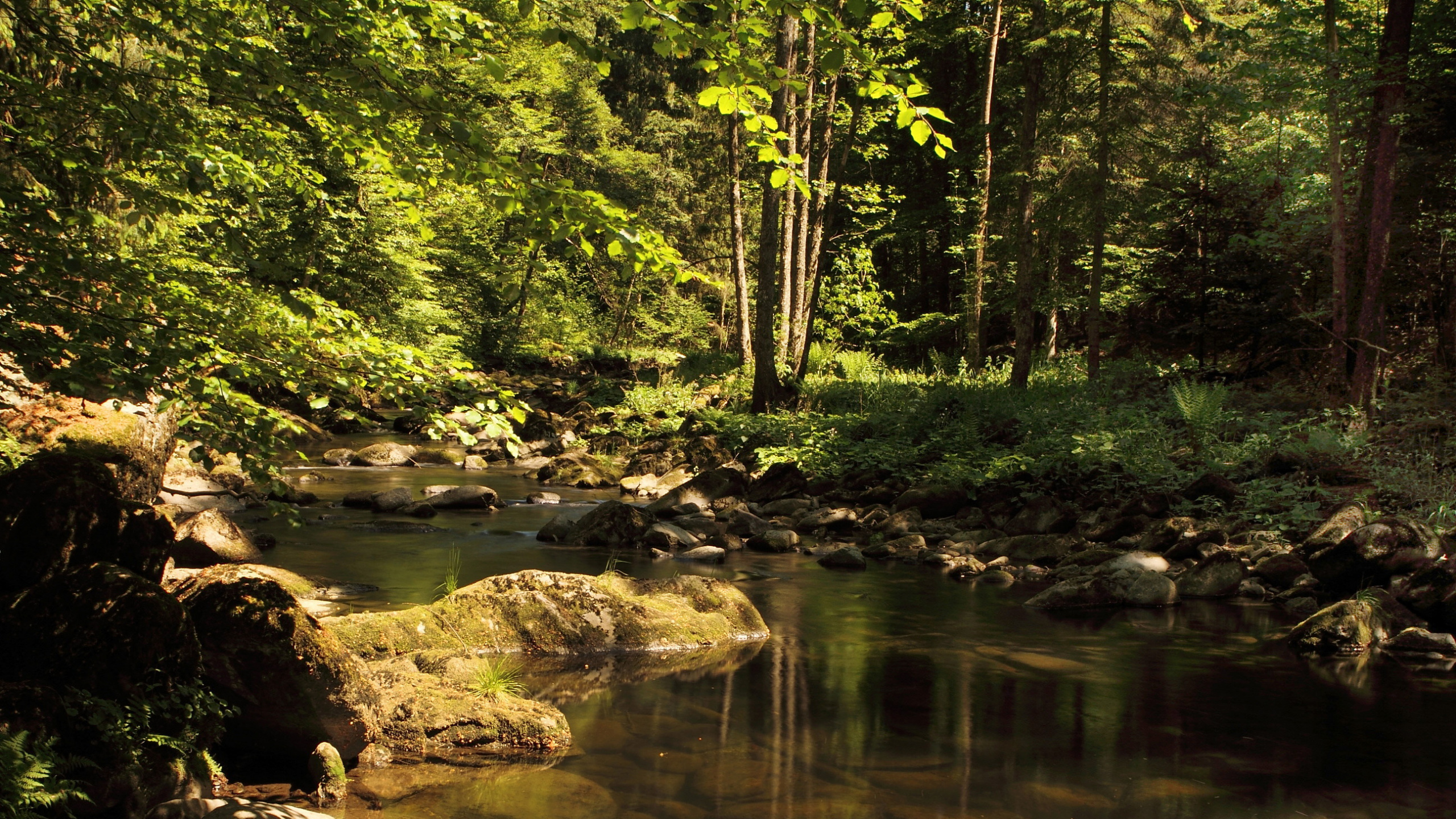 Обои природа, реки, водоем, лес, растительность в разрешении 2560x1440