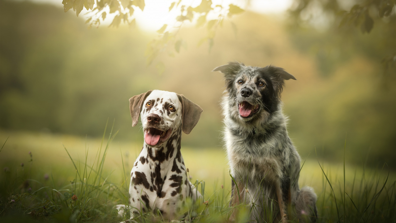 Обои английский сеттер, пес, собака породы, спортивные группы, охотничья собака в разрешении 1280x720