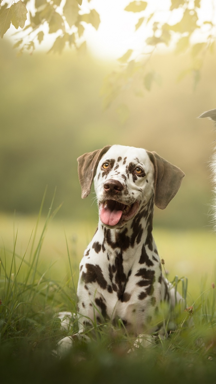 Обои английский сеттер, пес, собака породы, спортивные группы, охотничья собака в разрешении 720x1280