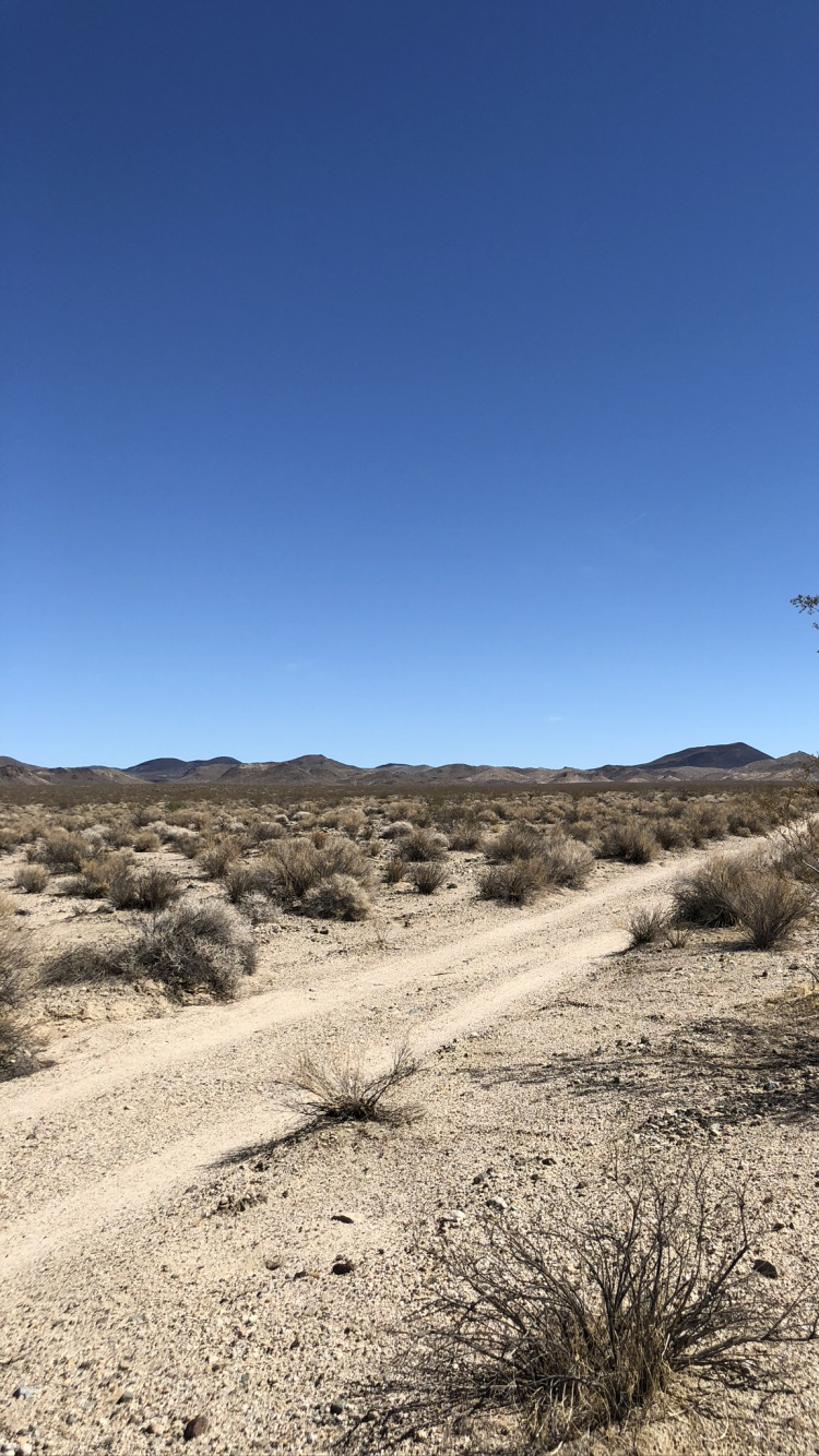 Обои США, Мохаве, окружающая среда, растительное сообщество, пейзаж в разрешении 750x1334