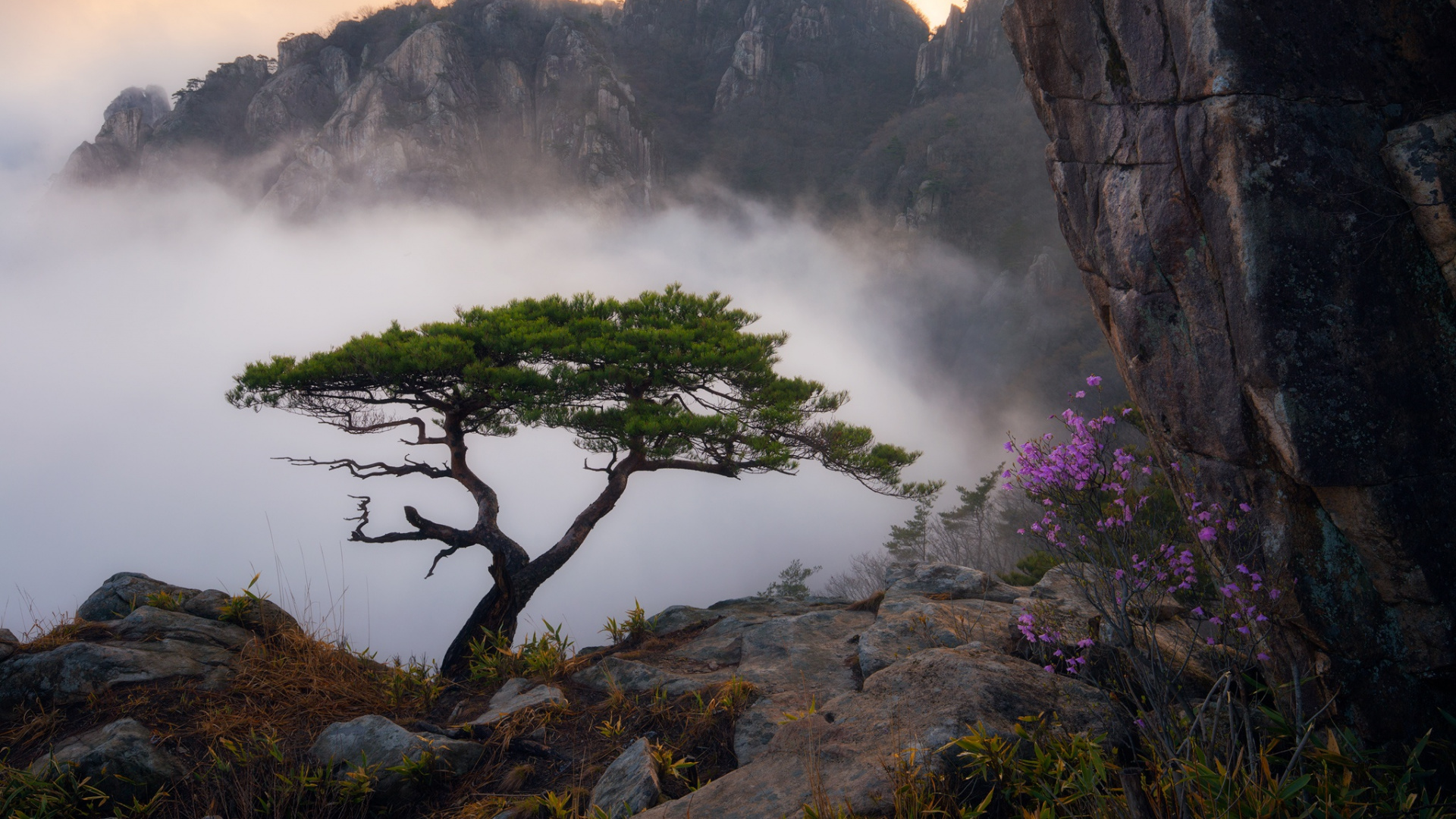 Обои сосна, дерево, гора, природа, туман в разрешении 1920x1080