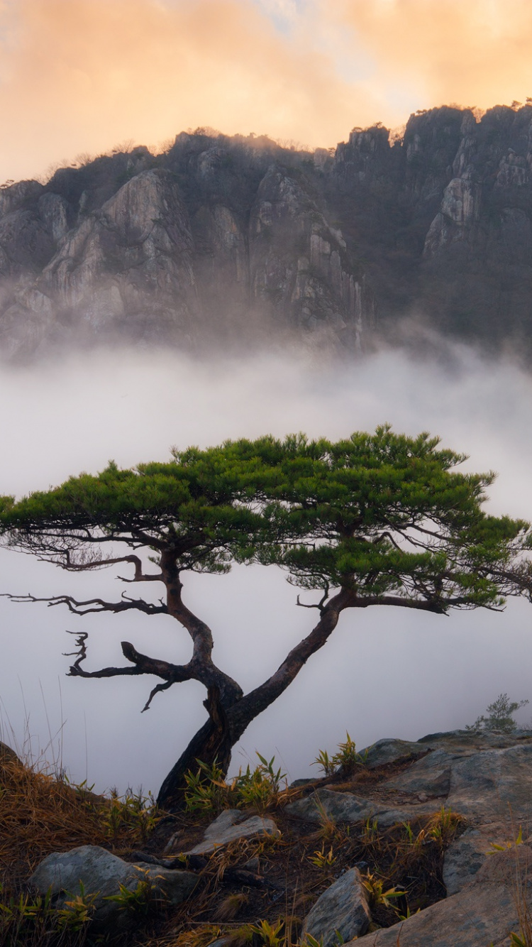 Обои сосна, дерево, гора, природа, туман в разрешении 750x1334