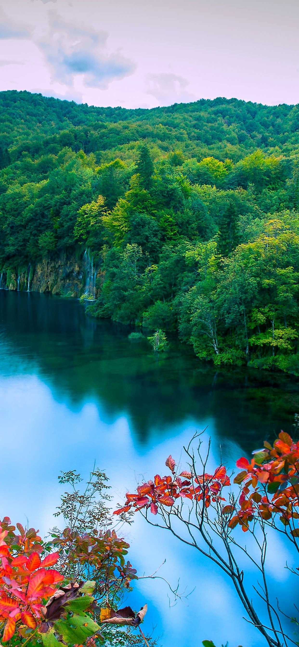 Обои природа, лист, растительность, дикая местность, вода в разрешении 1242x2688