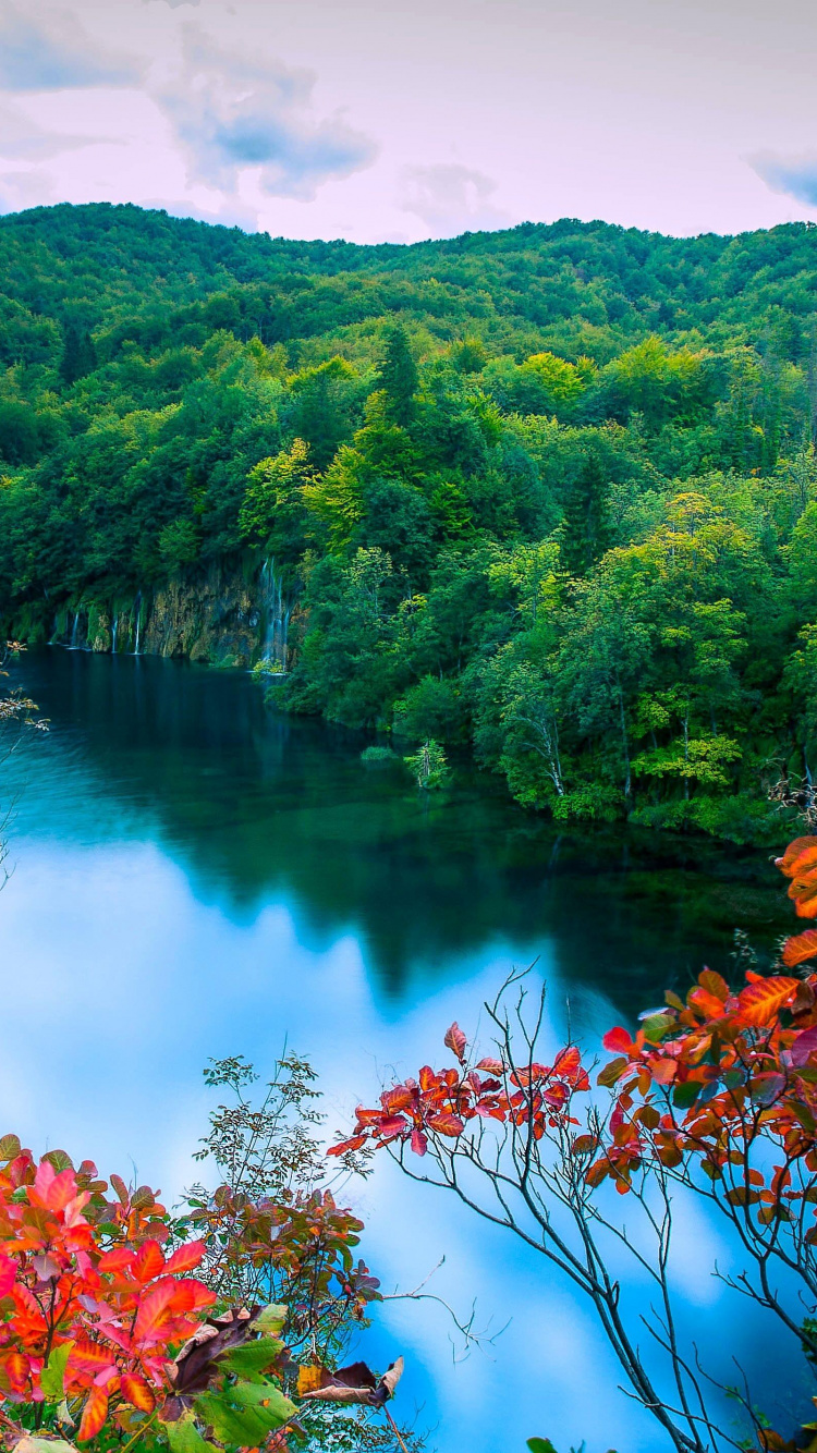 Обои природа, лист, растительность, дикая местность, вода в разрешении 750x1334