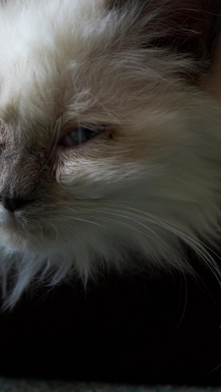 Обои котенок, регдолл, сиамская кошка, млекопитающее, позвоночное животное в разрешении 720x1280