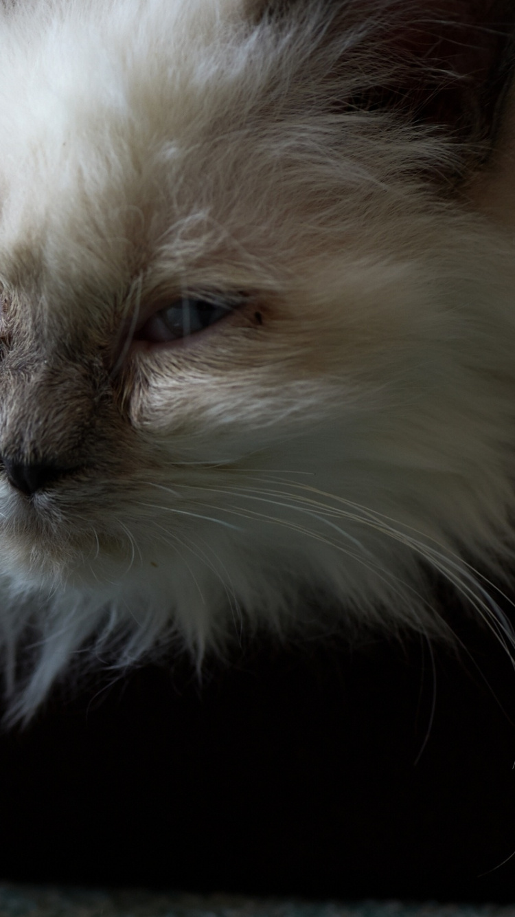 Обои котенок, регдолл, сиамская кошка, млекопитающее, позвоночное животное в разрешении 750x1334