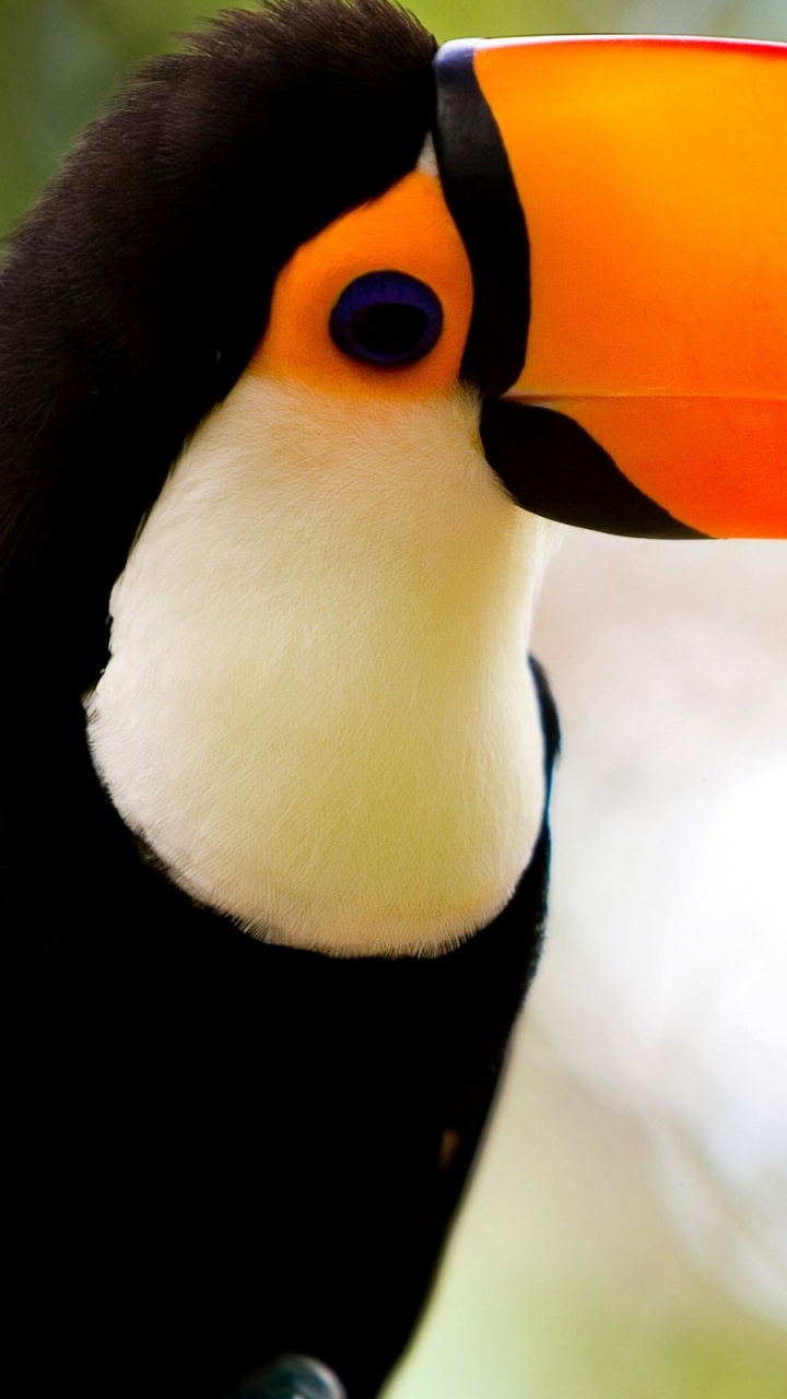 Обои клюв, дятлообразных, птица, тукан, живая природа в разрешении 720x1280