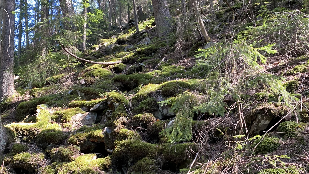 Обои растительность, природа, окружающая среда, природный ландшафт, растительное сообщество в разрешении 1280x720