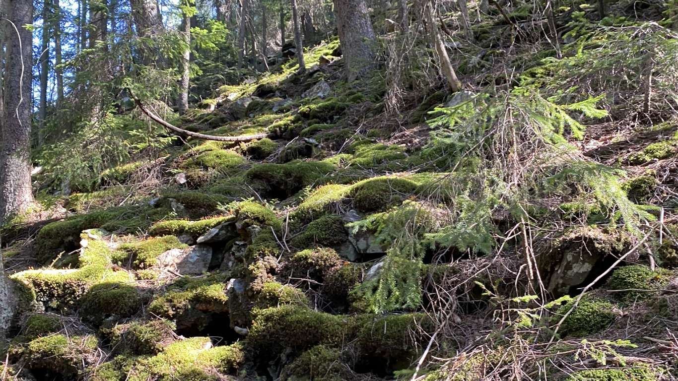 Обои растительность, природа, окружающая среда, природный ландшафт, растительное сообщество в разрешении 1366x768