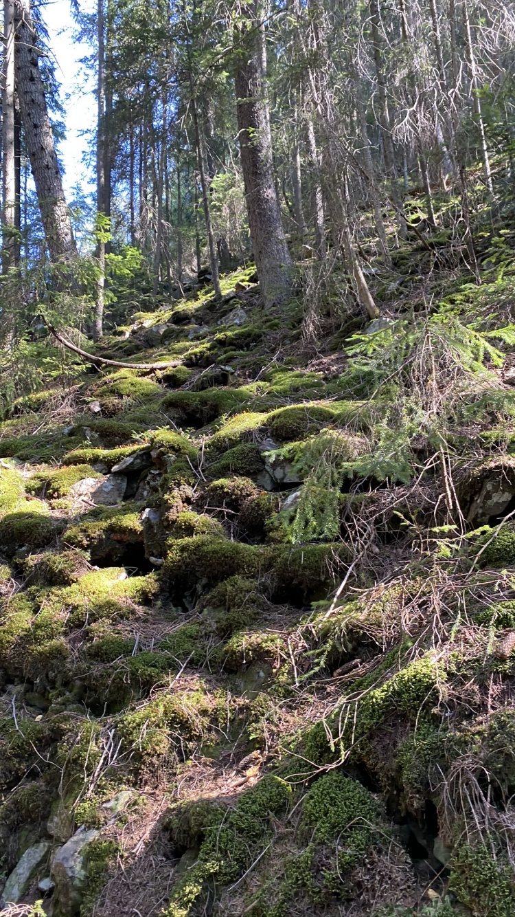 Обои растительность, природа, окружающая среда, природный ландшафт, растительное сообщество в разрешении 750x1334