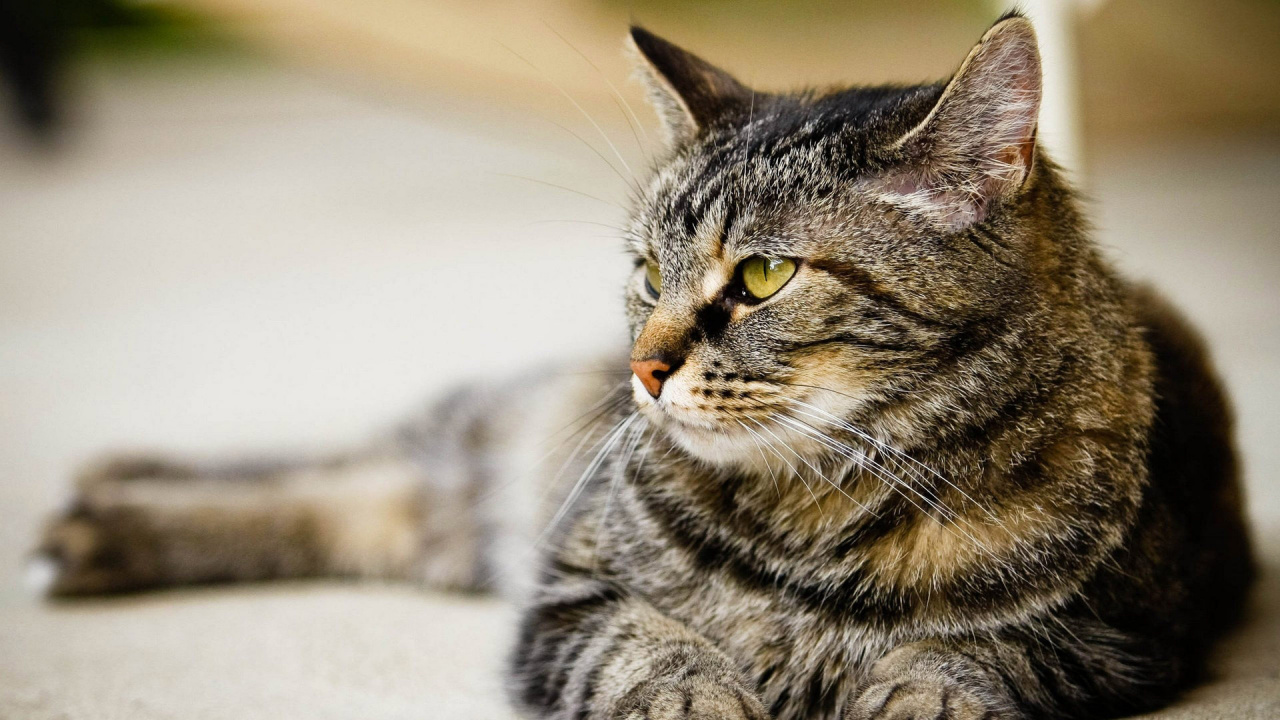 Обои кот, пес, бакенбарды, кошачьих, полосатый кот в разрешении 1280x720