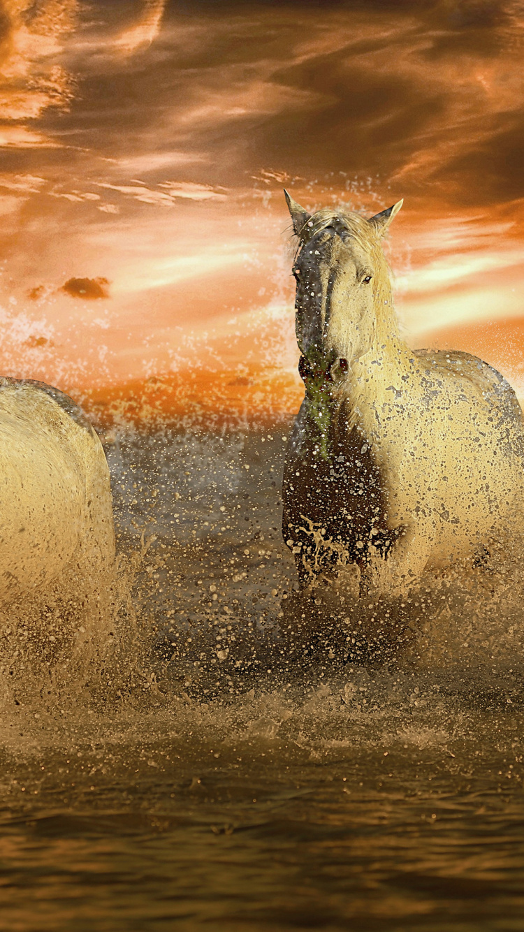 Обои чистокровка, Арабская лошадь, белая лошадь, Мустанг, жеребенок в разрешении 750x1334