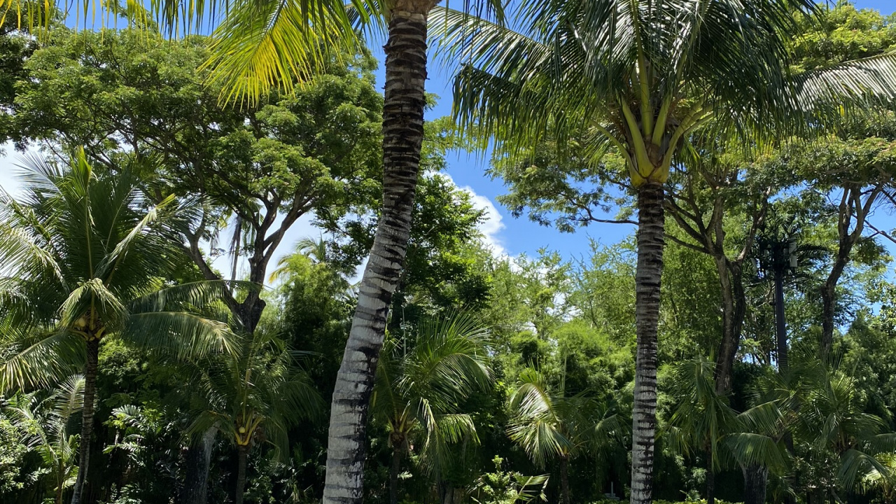 Обои растительность, Бабассу, растение, дерево, древесные растения в разрешении 1280x720