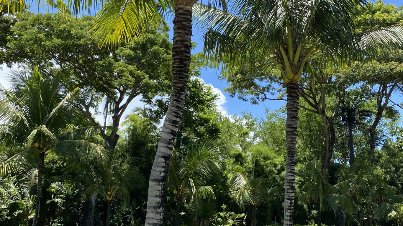 Обои растительность, Бабассу, растение, дерево, древесные растения в разрешении 1366x768