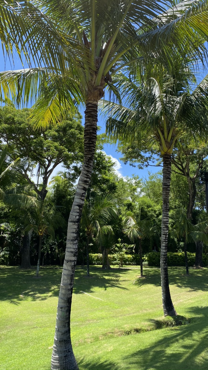 Обои растительность, Бабассу, растение, дерево, древесные растения в разрешении 720x1280