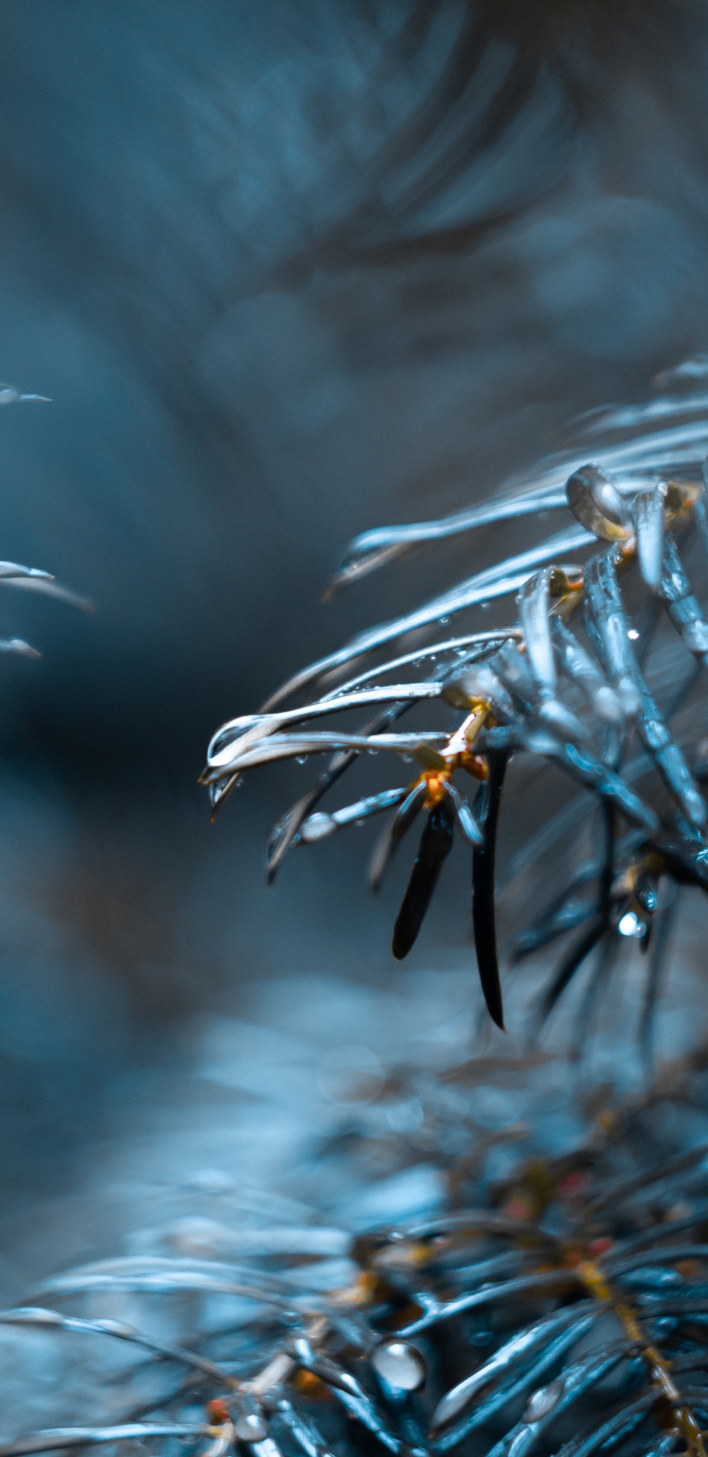 Обои вода, дерево, синий, растение, замораживание в разрешении 1440x2960