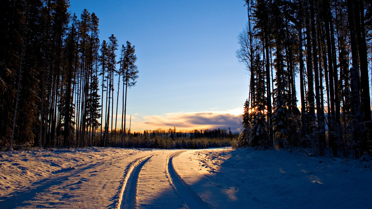 Обои зима, лес, снег, природа, дерево в разрешении 1280x720