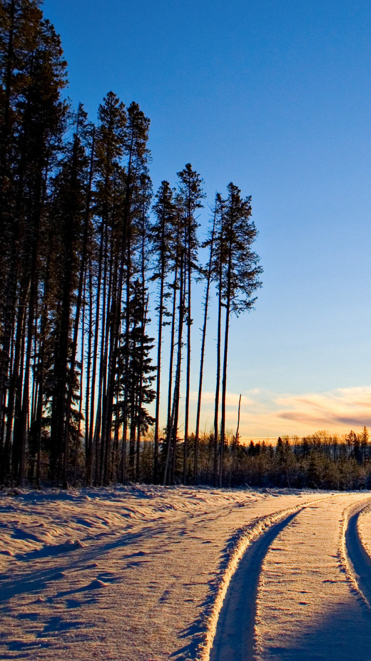 Обои зима, лес, снег, природа, дерево в разрешении 750x1334