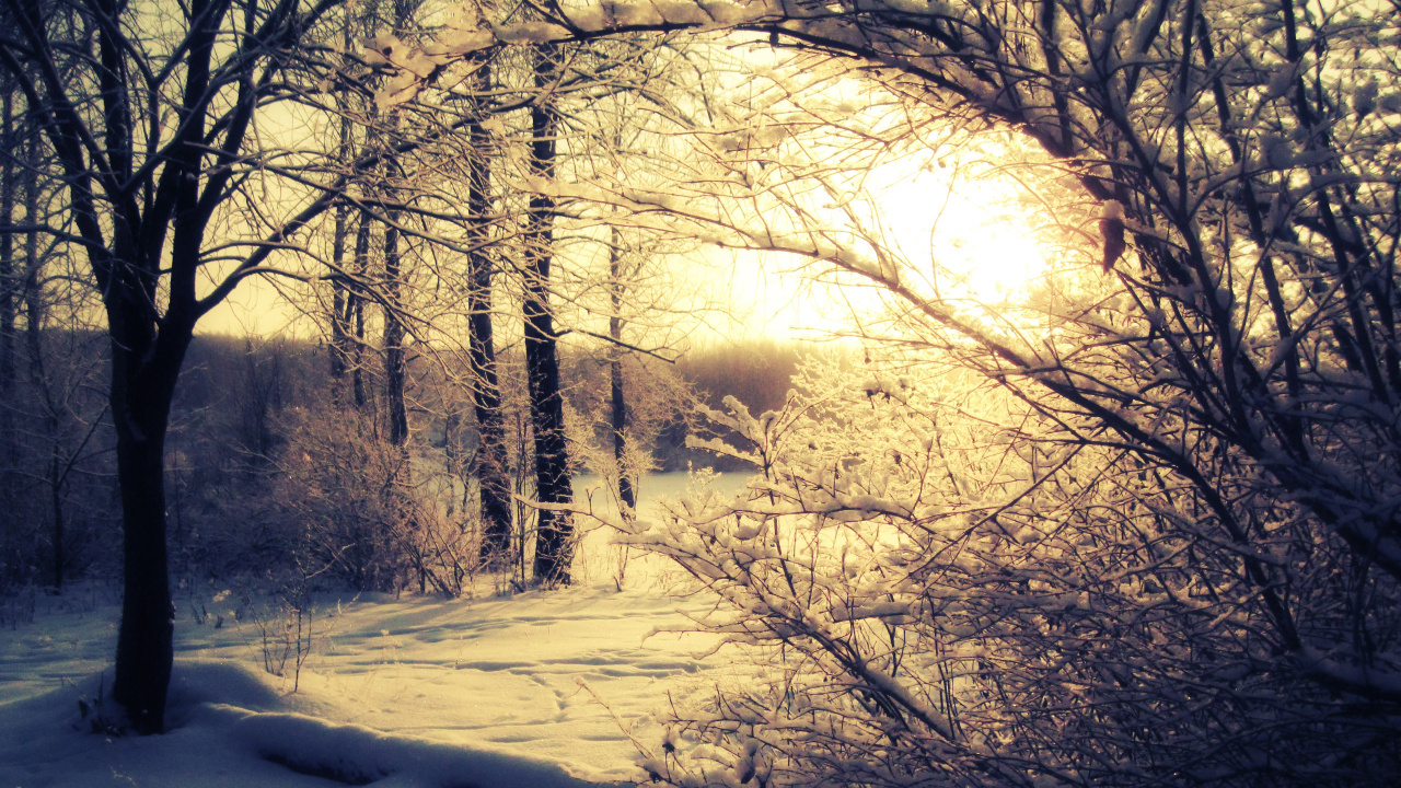 Обои закат, зима, снег, дерево, природа в разрешении 1280x720