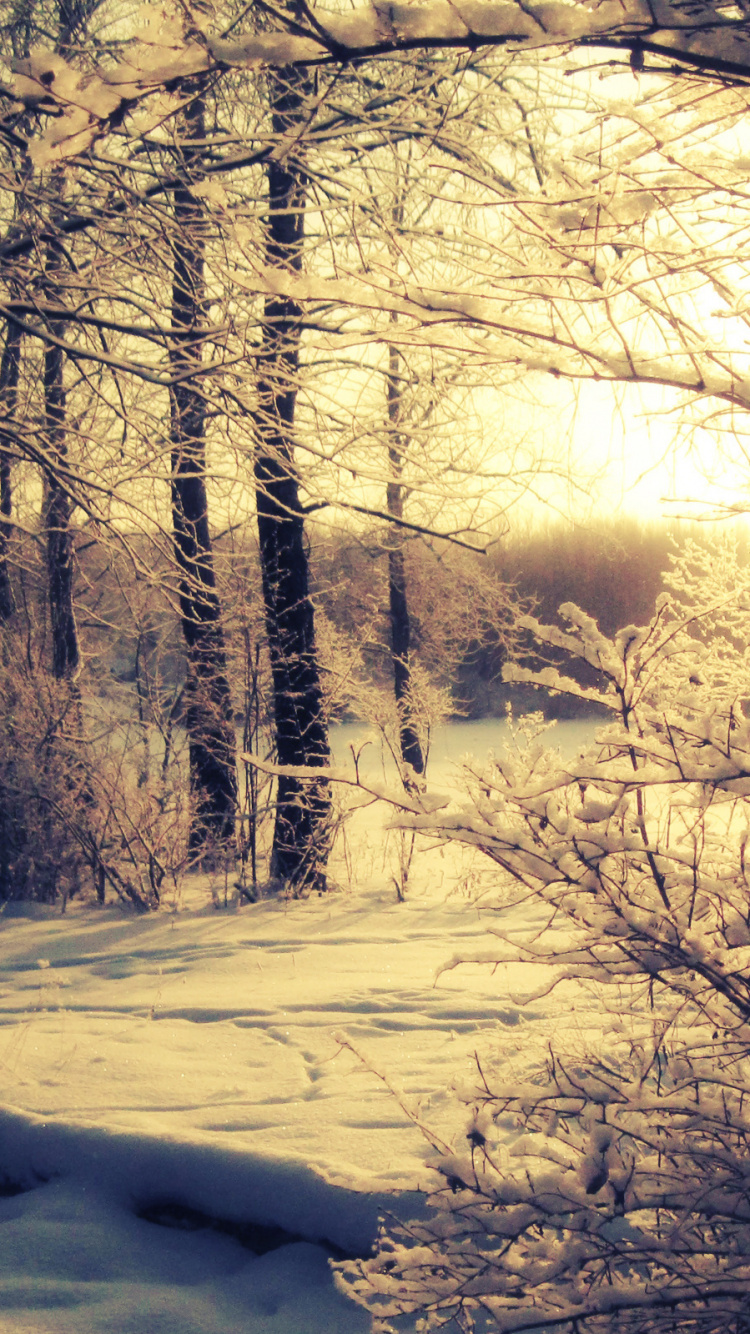 Обои закат, зима, снег, дерево, природа в разрешении 750x1334