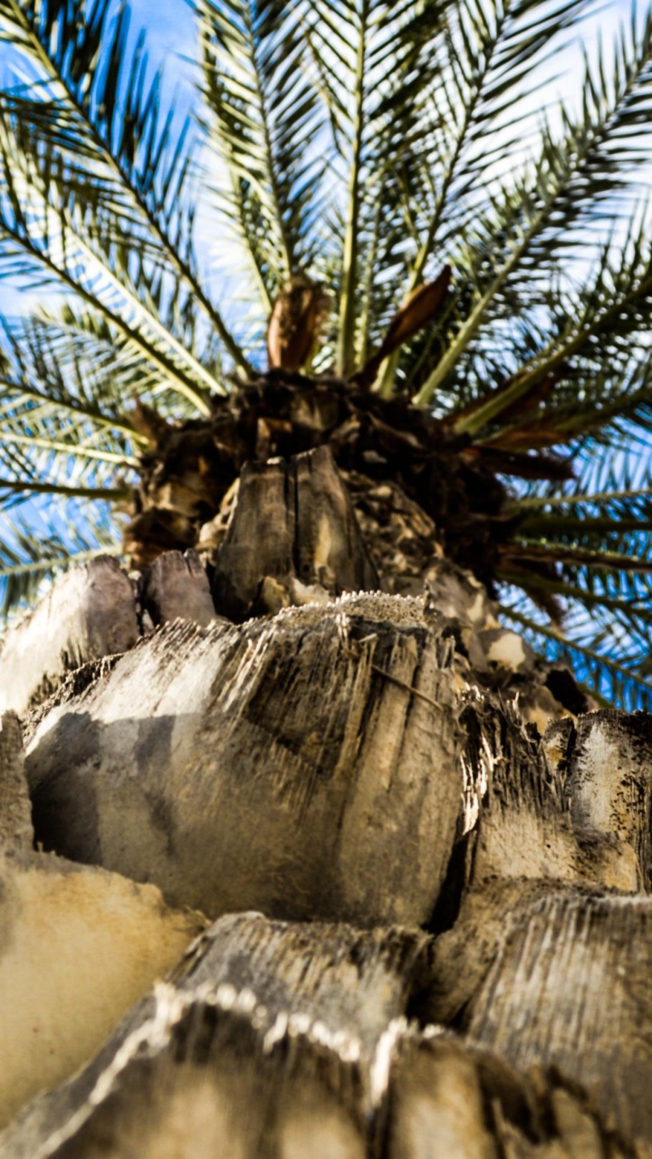 Обои Кокос, пальмовые рощи, Финиковые пальмы, дерево, Пальма в разрешении 720x1280