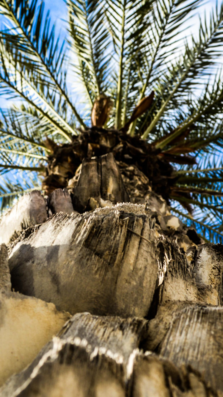 Обои Кокос, пальмовые рощи, Финиковые пальмы, дерево, Пальма в разрешении 750x1334