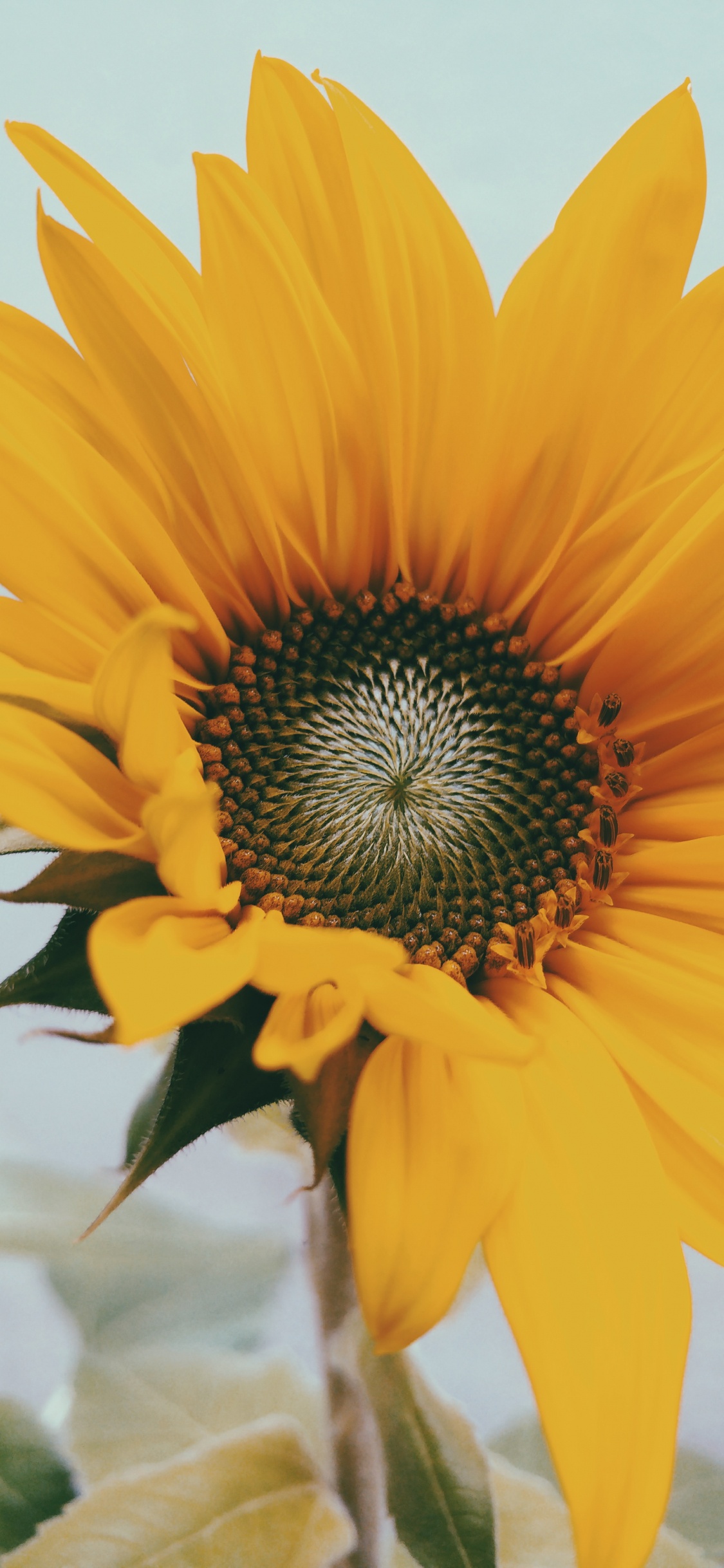 Обои цветок, цветковое растение, лепесток, желтый, растение в разрешении 1125x2436