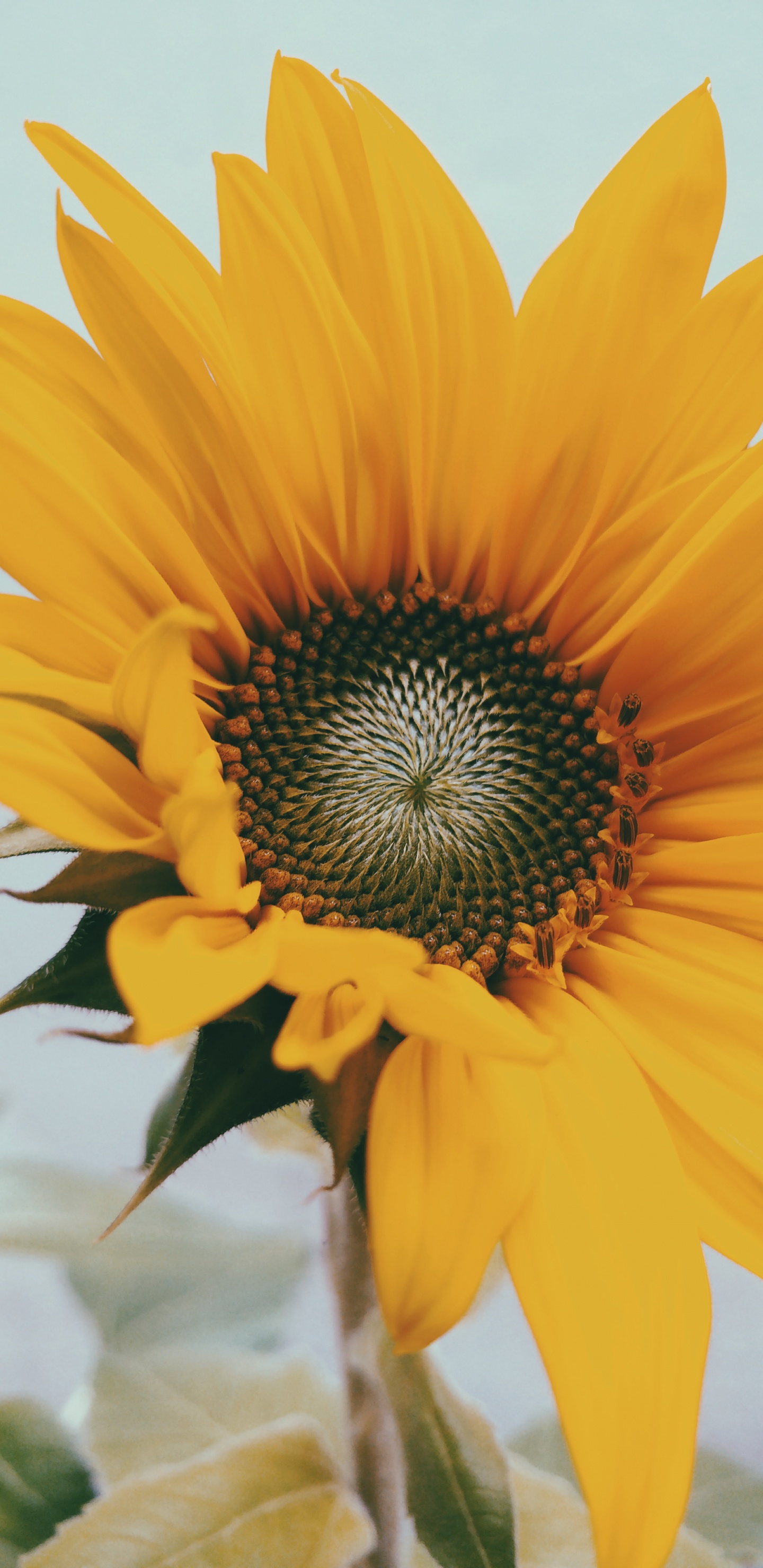 Обои цветок, цветковое растение, лепесток, желтый, растение в разрешении 1440x2960