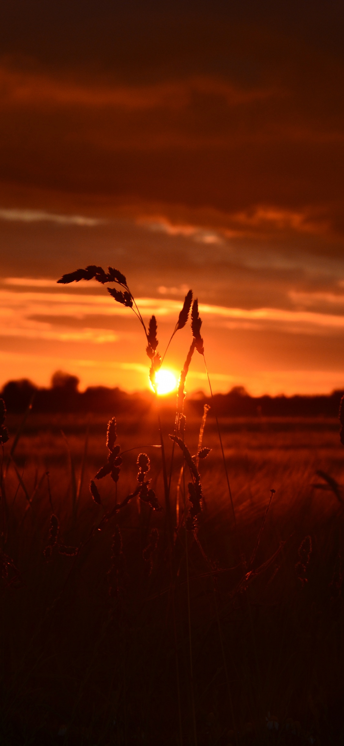 Обои закат, восход солнца, горизонт, послесвечение, облако в разрешении 1125x2436