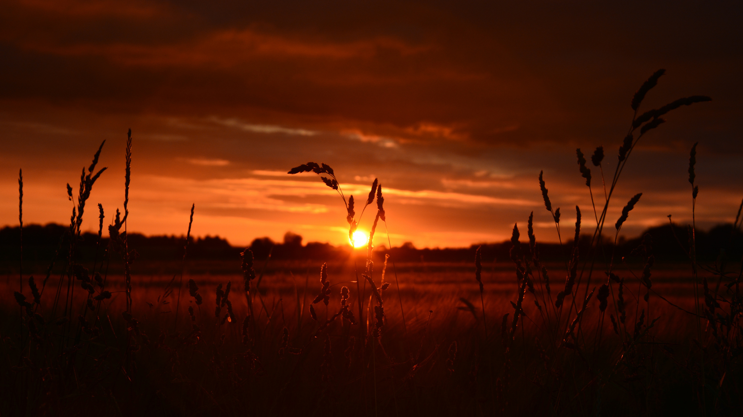 Обои закат, восход солнца, горизонт, послесвечение, облако в разрешении 2560x1440