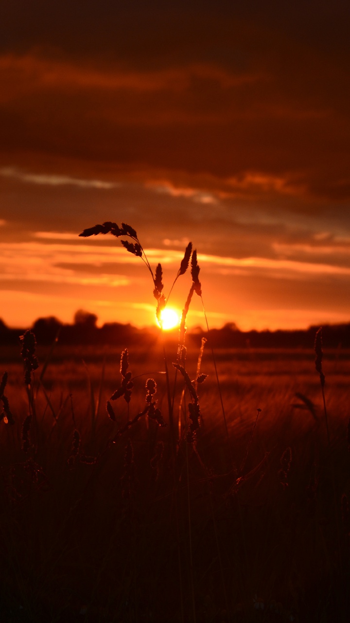 Обои закат, восход солнца, горизонт, послесвечение, облако в разрешении 720x1280