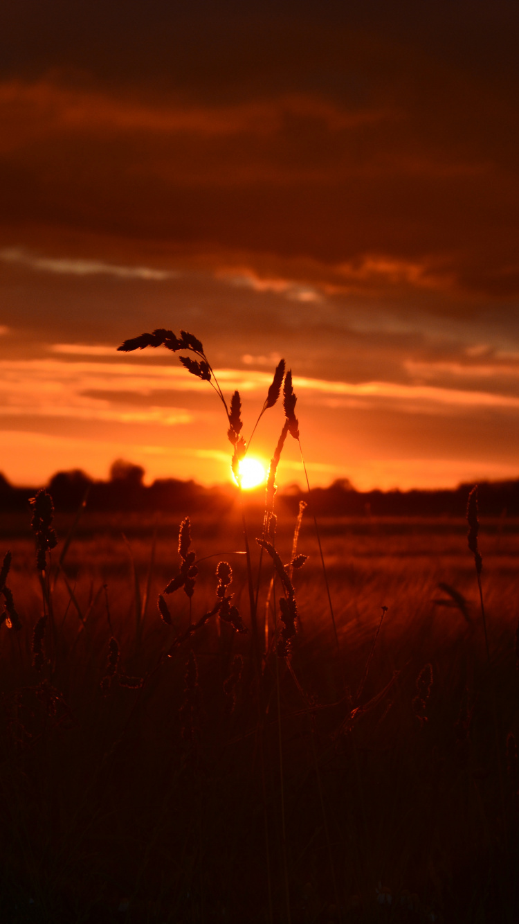 Обои закат, восход солнца, горизонт, послесвечение, облако в разрешении 750x1334