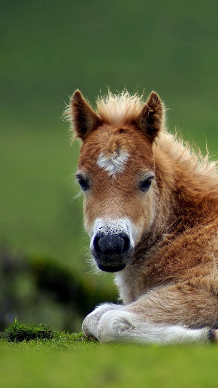 Обои жеребенок, привлекательность, пони, конь, грива в разрешении 720x1280
