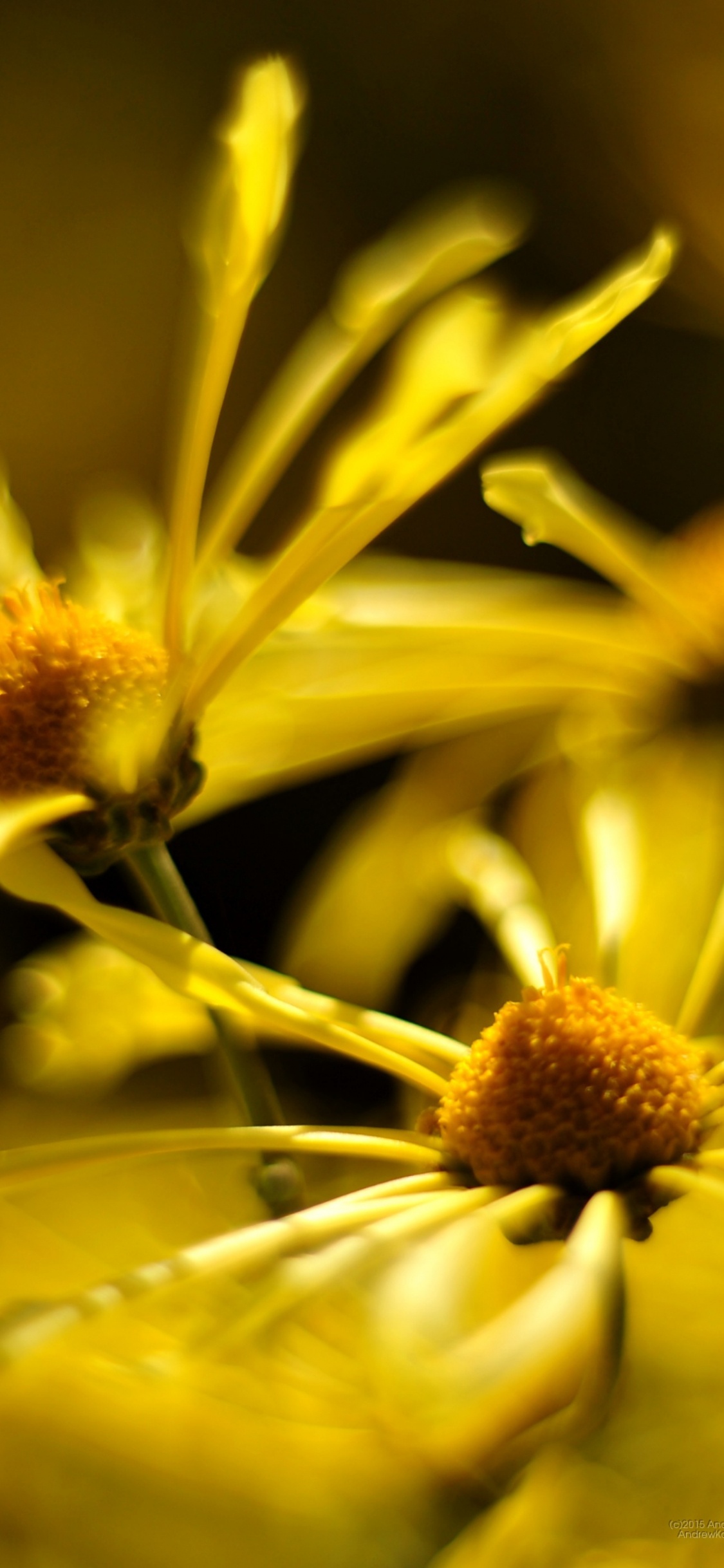 Обои желтый, цветок, лепесток, растение, пыльца в разрешении 1125x2436