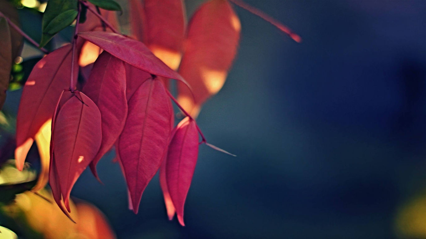 Обои цветок, лепесток, лист, растение, Янтарь в разрешении 1366x768