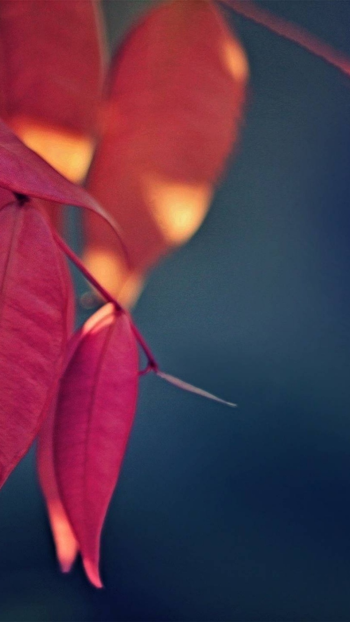 Обои цветок, лепесток, лист, растение, Янтарь в разрешении 720x1280