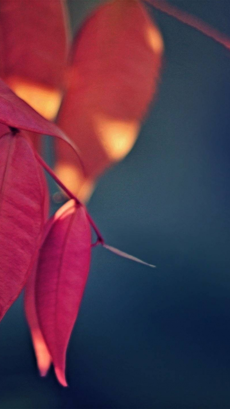 Обои цветок, лепесток, лист, растение, Янтарь в разрешении 750x1334