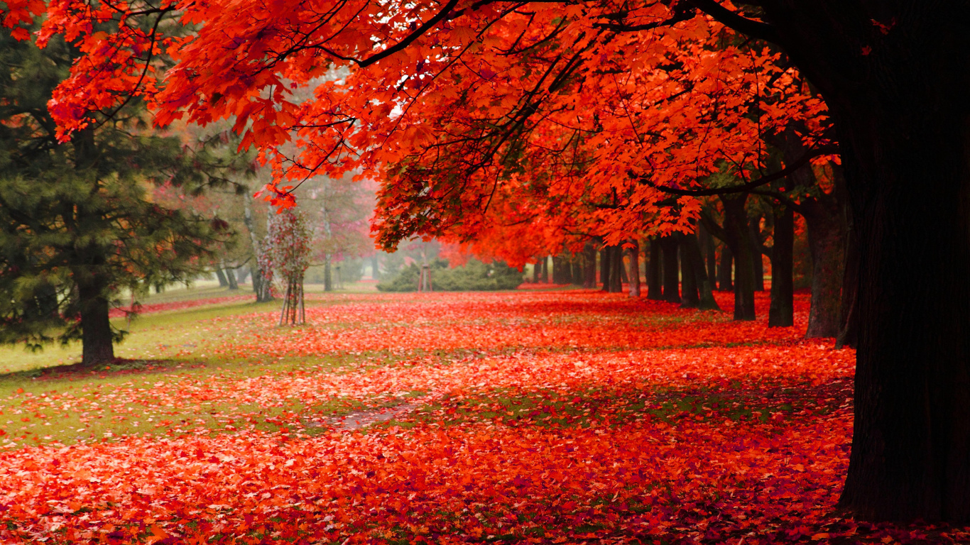 Обои дерево, красный цвет, лист, природа, листопадные в разрешении 1366x768