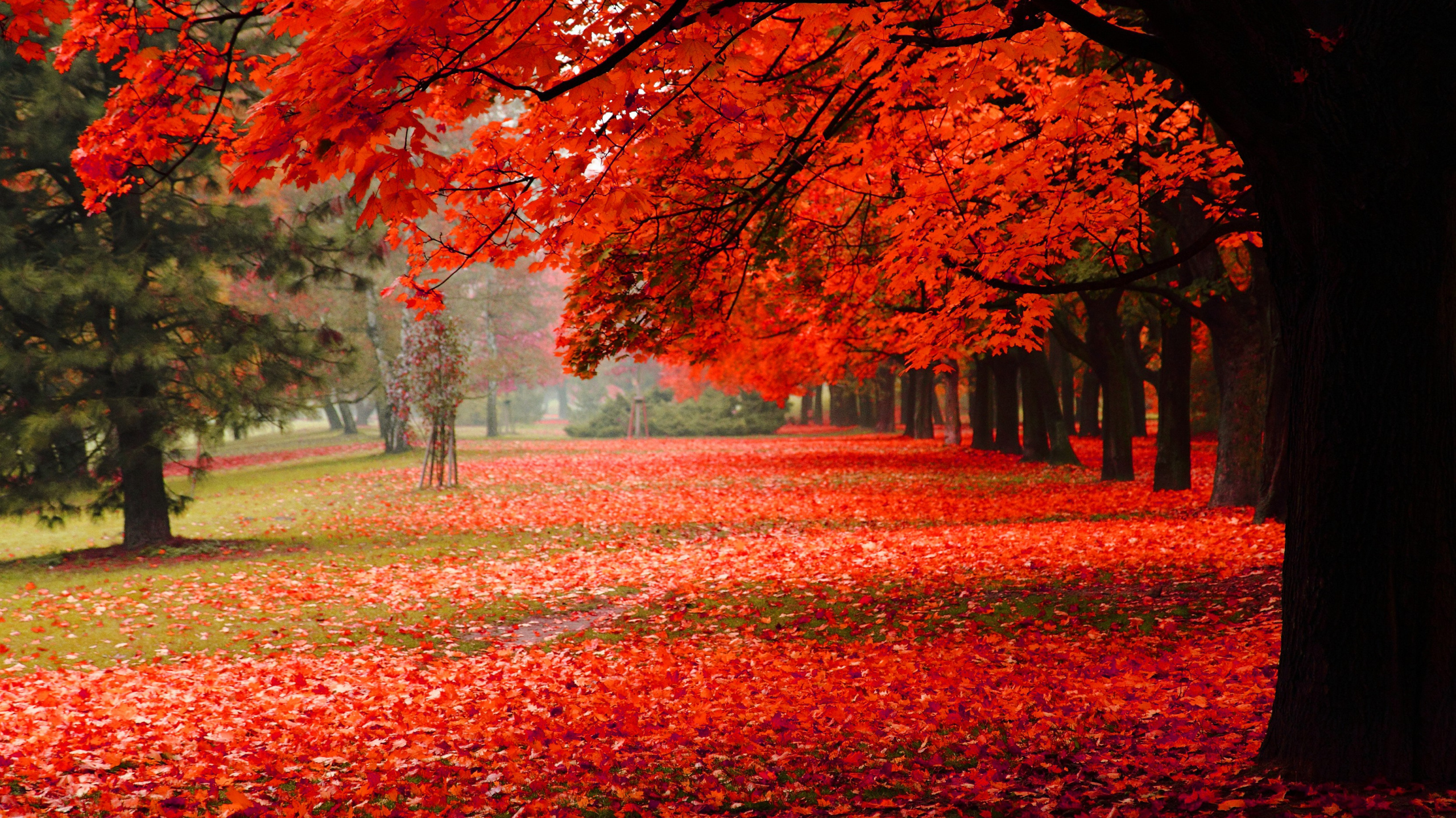 Обои дерево, красный цвет, лист, природа, листопадные в разрешении 2560x1440