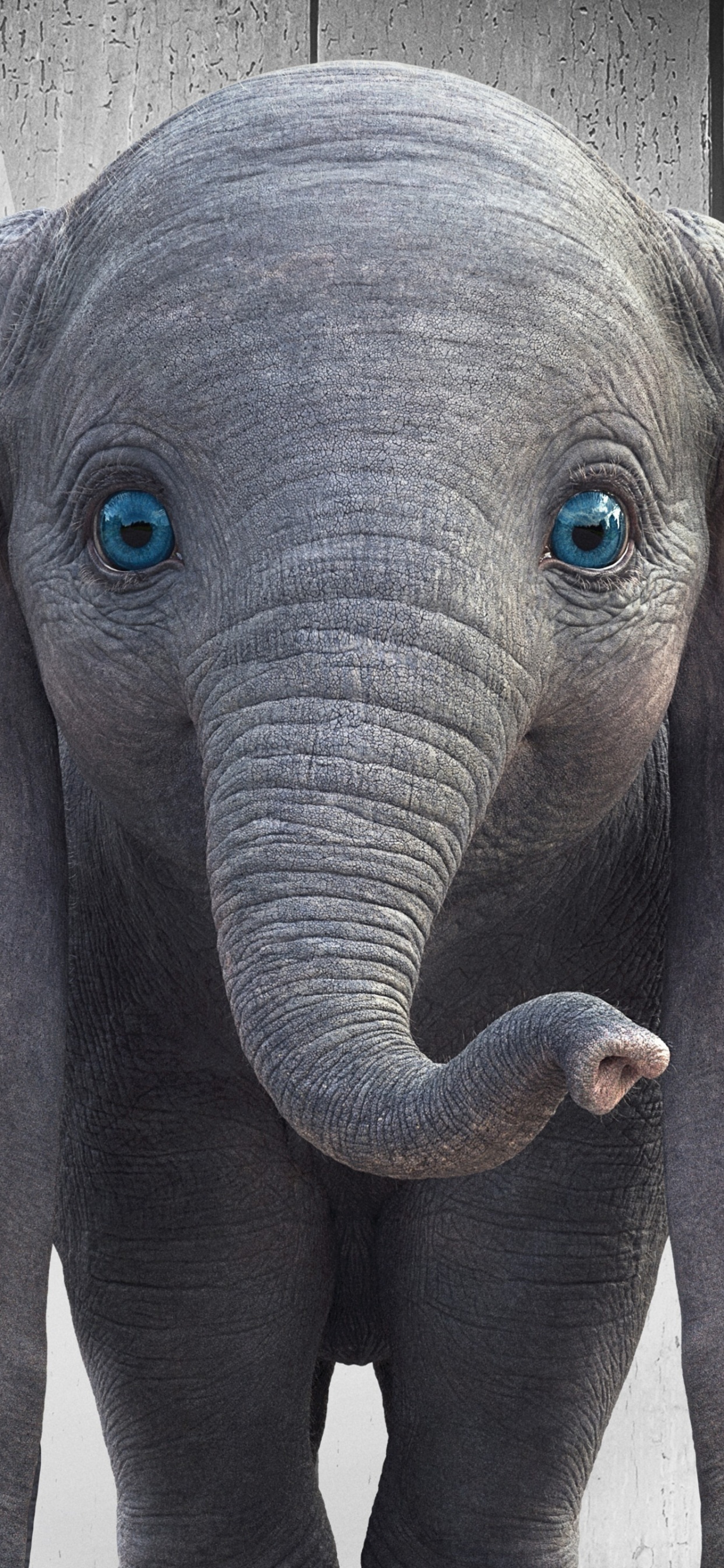 Обои Слон, привлекательность, дневное время, слоны и мамонты, синий в разрешении 1242x2688